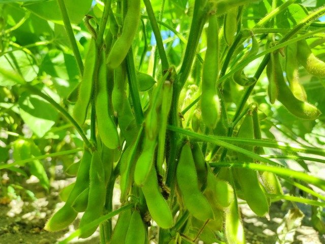 枝豆 収穫適期